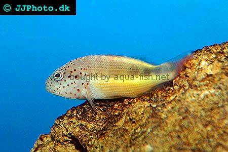 Blackside Hawkfish picture no. 4