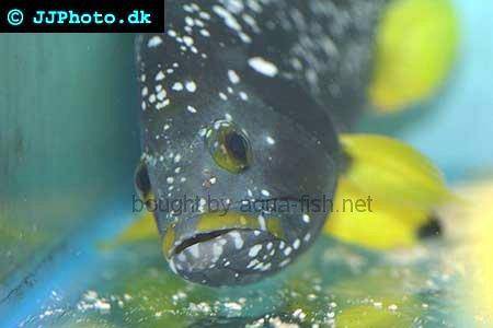 Blue And Yellow Grouper picture no. 2
