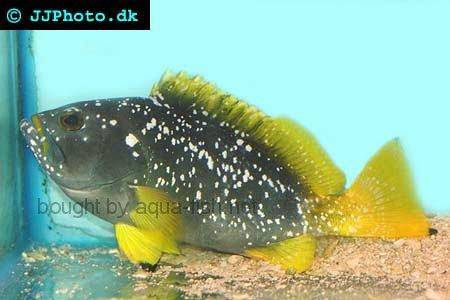 Blue And Yellow Grouper picture no. 3