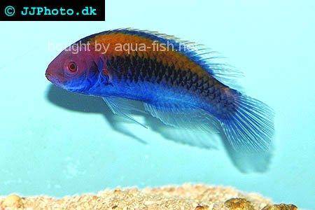 Blue Head Fairy Wrasse picture 2