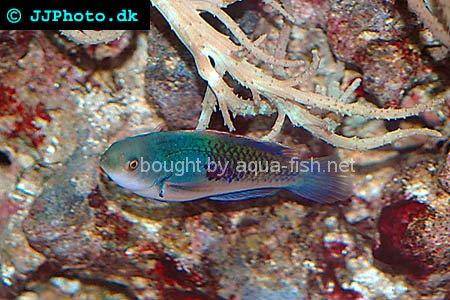 Blue Head Fairy Wrasse picture 3