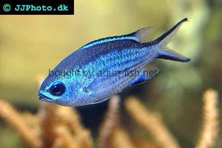 Blue Reef Chromis Damsel picture no. 2