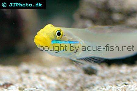 Blueband Goby picture 1