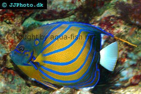 Bluering Angelfish picture 2