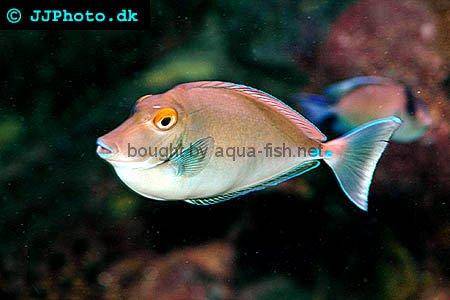 Bluespine Unicornfish, picture 1