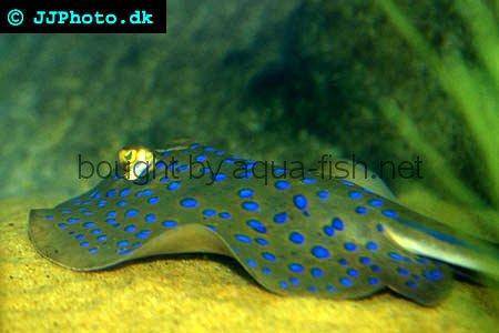 Bluespotted Ribbontail Ray picture no. 1