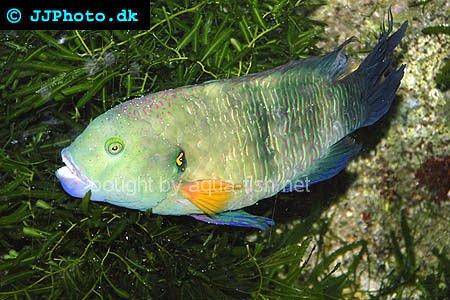 Broomtail Wrasse, picture no. 1