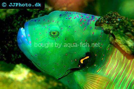 Broomtail Wrasse, picture no. 3