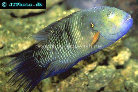Broomtail Wrasse, picture no. 4