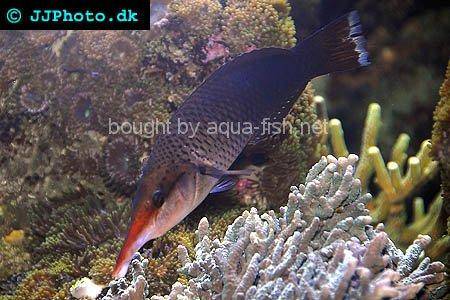 Brown Bird Wrasse picture no. 1
