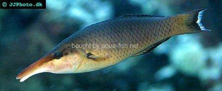 Brown Bird Wrasse picture no. 5