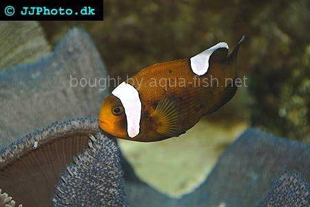 Brown Saddle Clown - A saltwater aquarium fish
