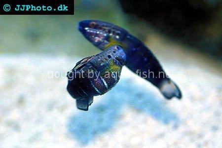 Butterfly Goby, picture 2
