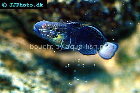 Butterfly Goby, picture 3