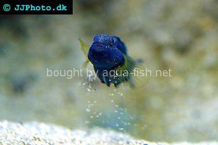 Butterfly Goby, picture 5