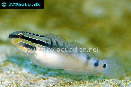 Byno Goby picture