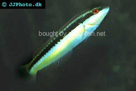 Clown Wrasse picture