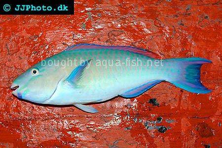 Common Parrotfish picture no. 1
