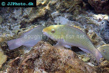 Common Parrotfish picture no. 4