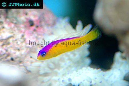 Diadem Dottyback - A saltwater aquarium fish