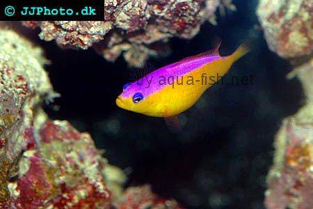 Diadem Dottyback picture no. 2