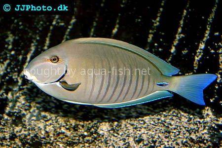 Doctorfish, picture no.1