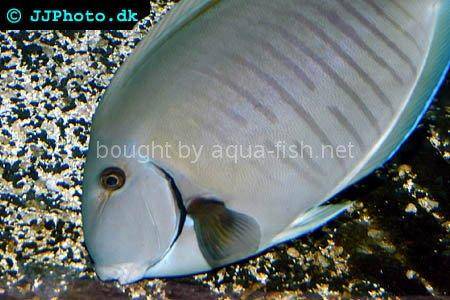Doctorfish, picture no.2