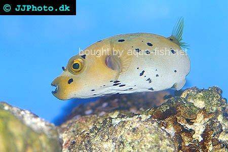 Dogface Puffer, picture number 2