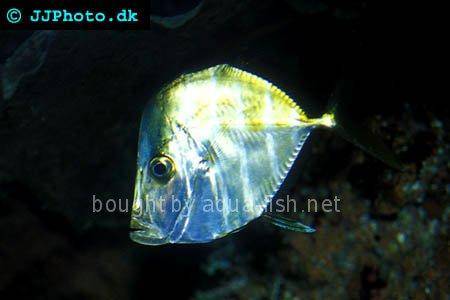 Dollarfish picture no. 1