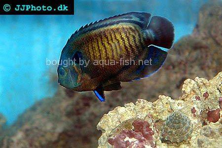 Dusky Angelfish picture