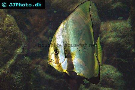 Dusky Batfish, adult specimen picture