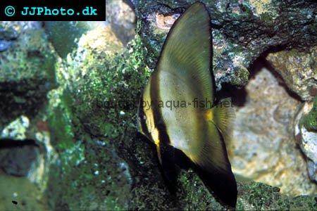 Dusky Batfish, juvenile specimen picture 1