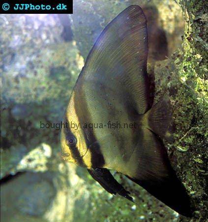 Dusky Batfish, juvenile specimen picture 2