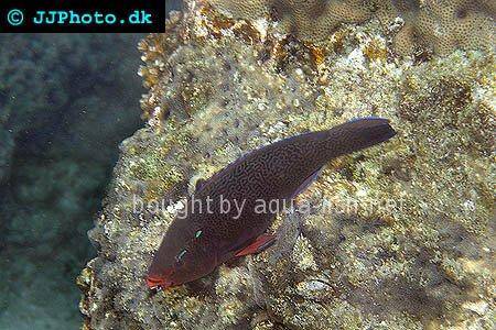 Dusky Parrotfish picture