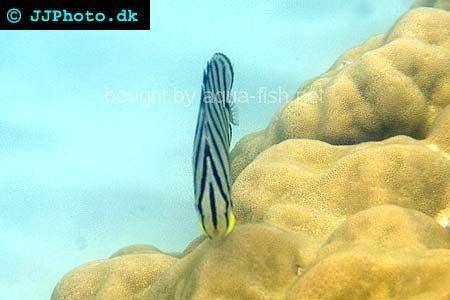 Eightband Butterflyfish picture 1