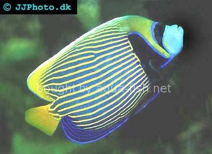 Emperor Angelfish picture 3, adult specimen