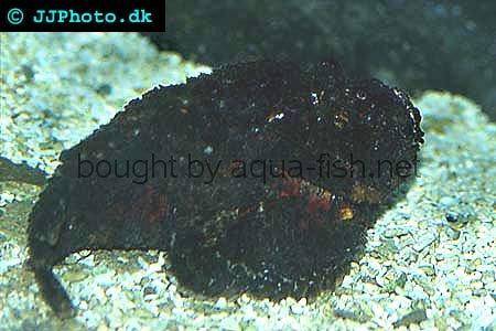 Estuarine Stonefish picture no. 2