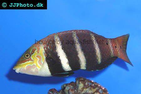 Five Banded Wrasse picture