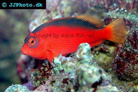 Flame Hawkfish picture 1