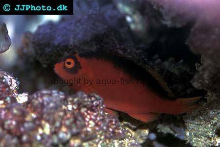 Flame Hawkfish picture 2