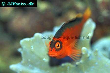 Flame Hawkfish picture 3