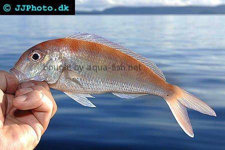 Fork-Tailed Threadfin Bream picture