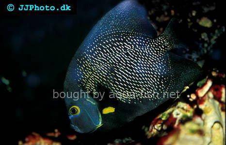 French Angelfish picture 3, adult specimen