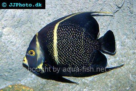 French Angelfish picture 4, adult specimen