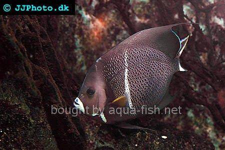 French Angelfish picture 5, adult specimen