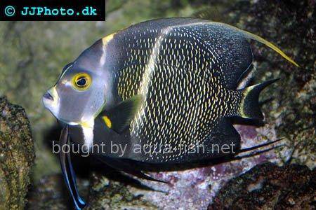 French Angelfish picture 6, adult specimen