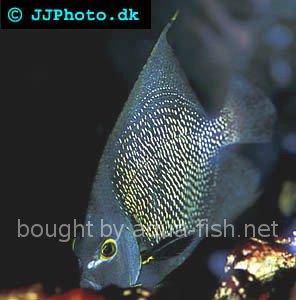 French Angelfish picture 8, adult specimen