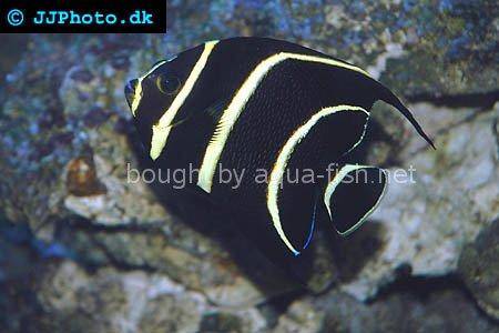 French Angelfish picture 2, juvenile specimen