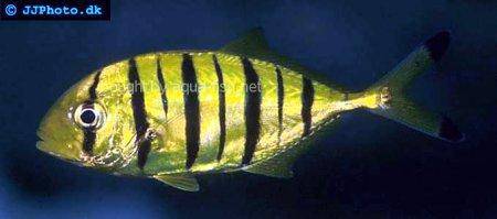 Gold Trevally picture