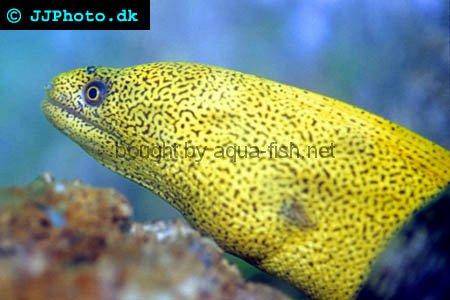 Goldentail Moray picture no. 2